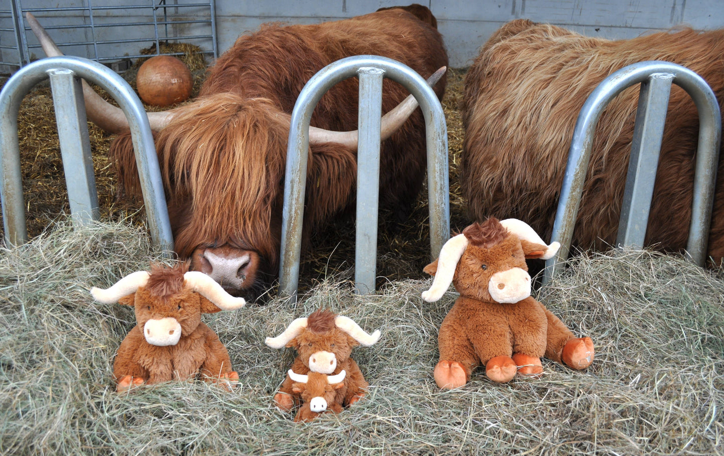 Brown Highland Cow