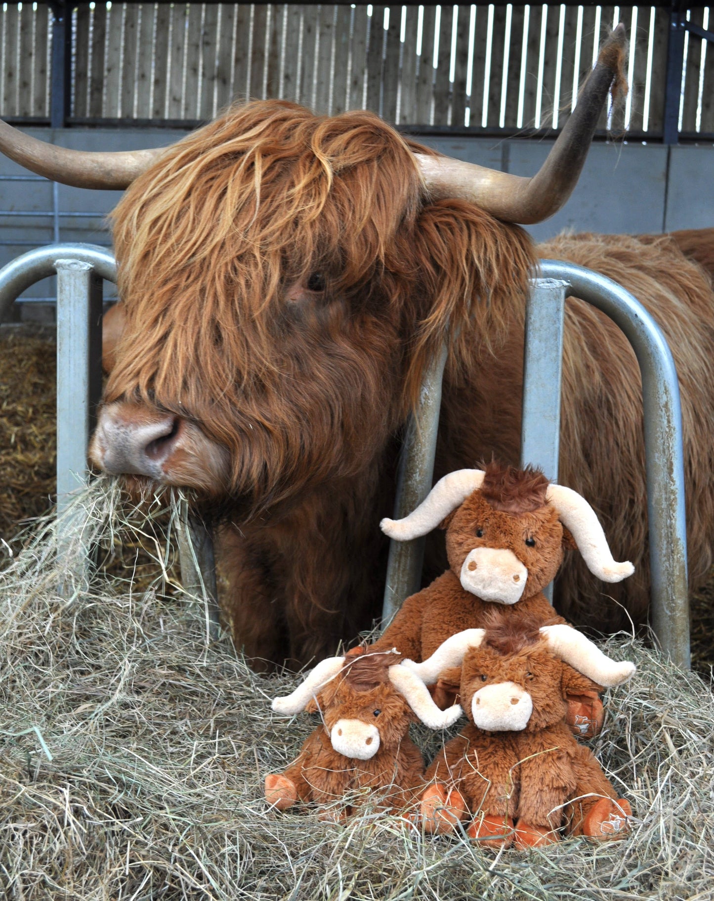 Brown Highland Cow